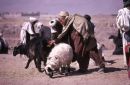 Afghani Farmer Inspecting Sheep, Camel Market, Kabul